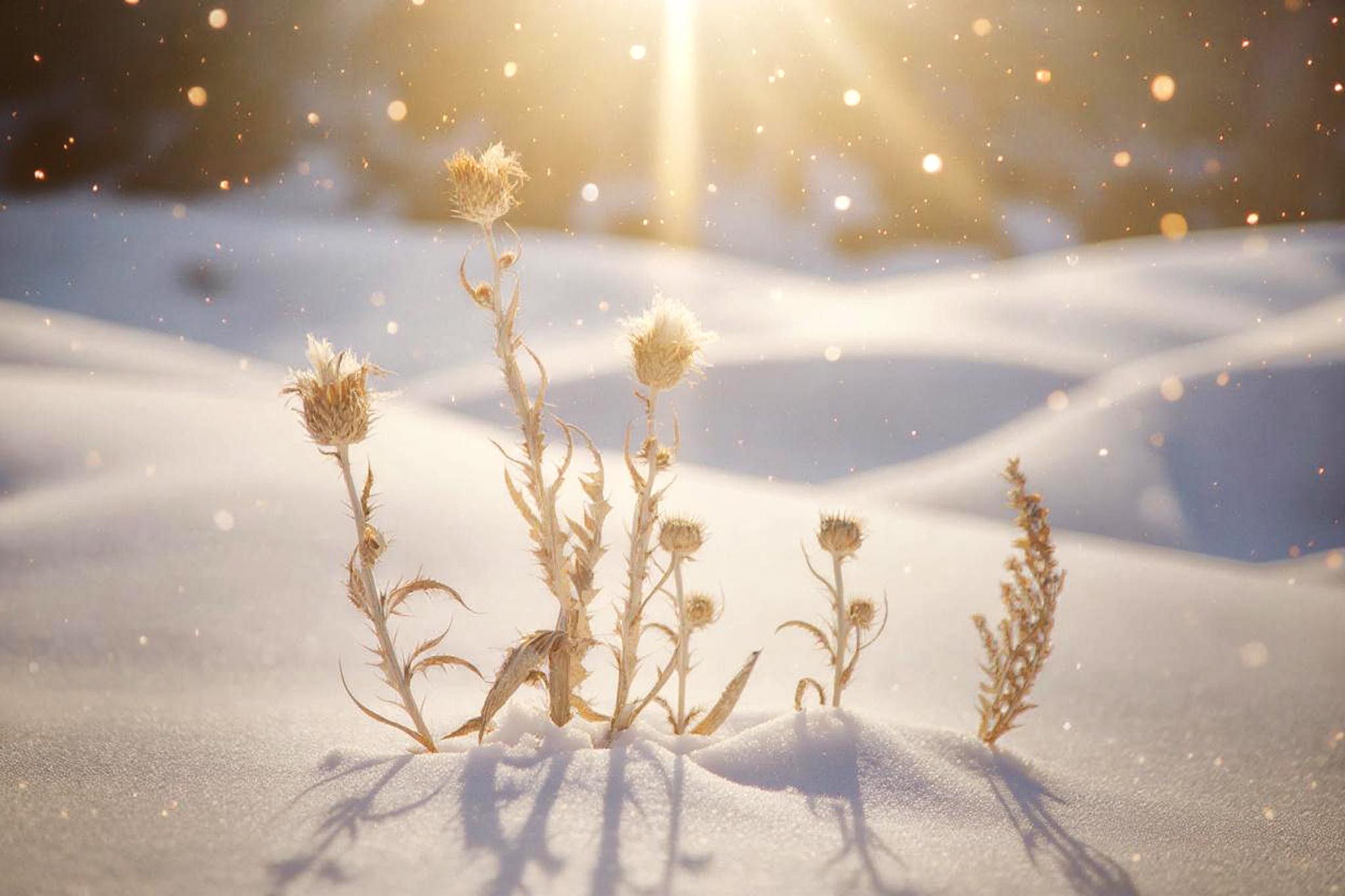 Winter in Utah I — AI artwork